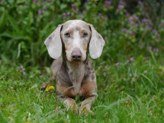 Hundetreffen-Spazierkumpels gesucht-Bild