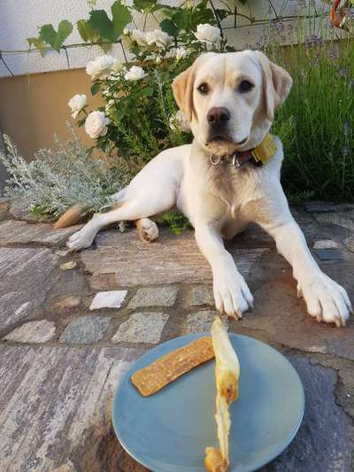 Die Dogorama Monats Challenge "Es grünt und blüht"-Beitrag-Bild