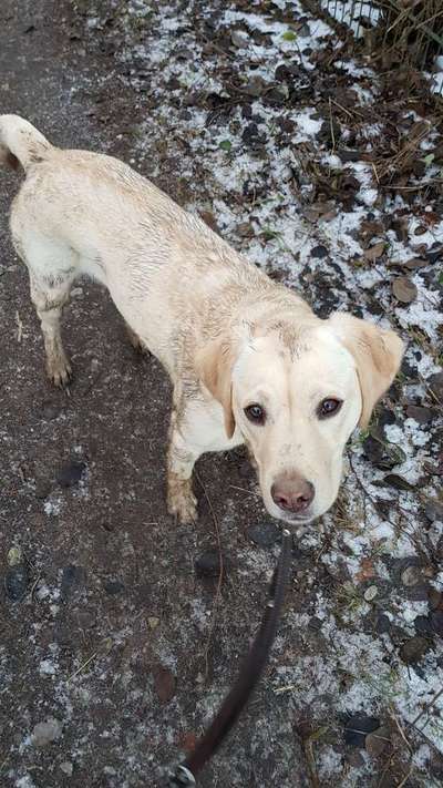 Mit was macht ihr euren Hund sauber?-Beitrag-Bild