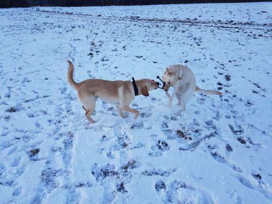 Dogorama Photo Challenge - Lieblingsspielzeug!-Beitrag-Bild