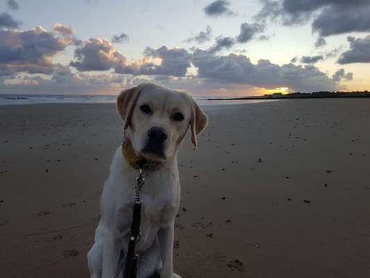 Hundetreffen-Dummytraining-Bild