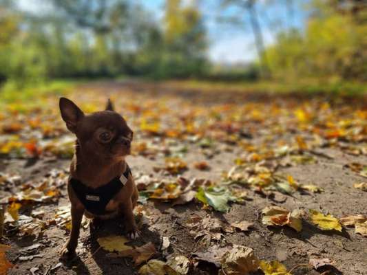 Dogorama Photo Challenge - Der Frühling kommt-Beitrag-Bild