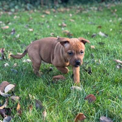 Hundetreffen-Welpentreffen-Bild