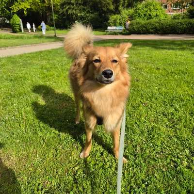 Hundetreffen-Training Dreiecksplatz-Bild
