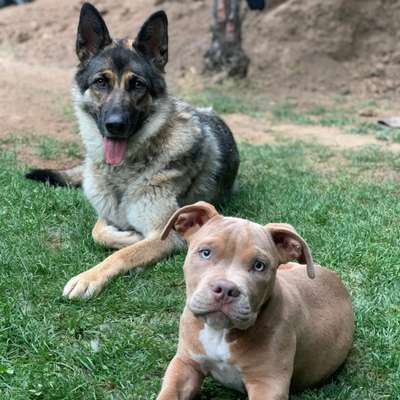 Hundetreffen-Gassirunde zum Lernen 🐕-Profilbild