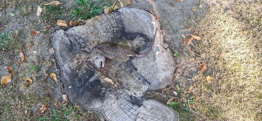 Giftköder-Giftköder-Bild