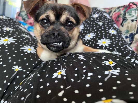 Auslandstierschutz-Beitrag-Bild