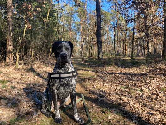 Wald Bild-Beitrag-Bild