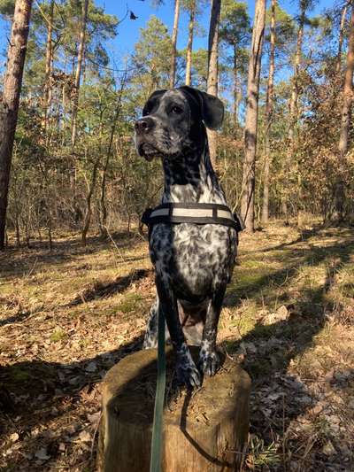 Labradorfans-Beitrag-Bild