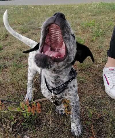 Welpen Bilder !-Beitrag-Bild