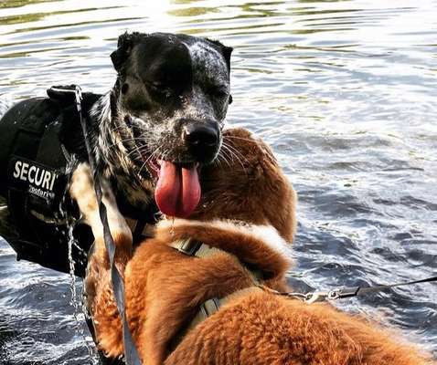 Bester Freund, Hundekumpel - zeigt her!-Beitrag-Bild