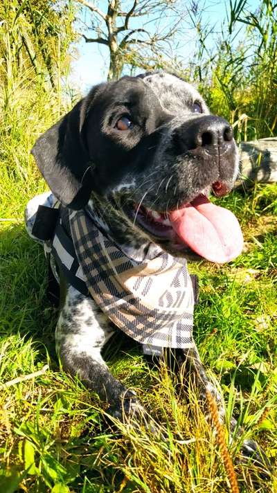 Mischlingshunde Foto Aufruf-Beitrag-Bild