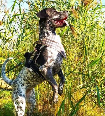 Dogorama Photo Challenge - Der Frühling kommt-Beitrag-Bild