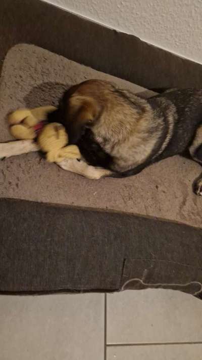 TierschutzhundeStammtisch🐕-Beitrag-Bild