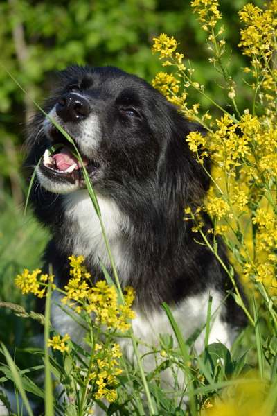 Die Dogorama Monats Challenge "Es grünt und blüht"-Beitrag-Bild