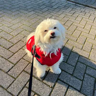 Hundetreffen-Havaneser Treffen