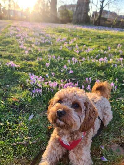 Hundetreffen-Kleine Spiel-/Gassipartner (Cavapoo) gesucht-Bild