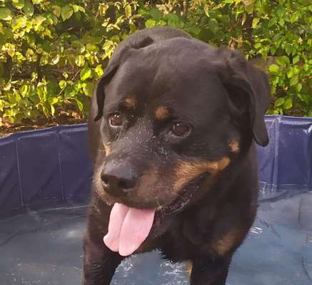 Rottweiler/-Mischlinge-Beitrag-Bild