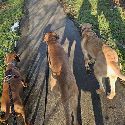 Hundetreffen-Gemeinsame Spaziergänge