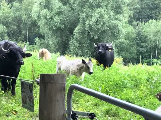 Hundeauslaufgebiet-Naturschutzgebiet "Am Hornpottweg"-Bild