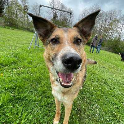 Hundetreffen-Social walk an der Leine-Bild