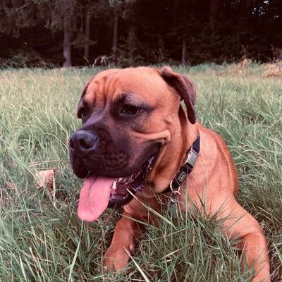 Hundetreffen-Gassi/Spielrunde mit kleinen Training