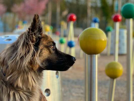 Die Dogorama Kalender Challenge Titelbild-Beitrag-Bild