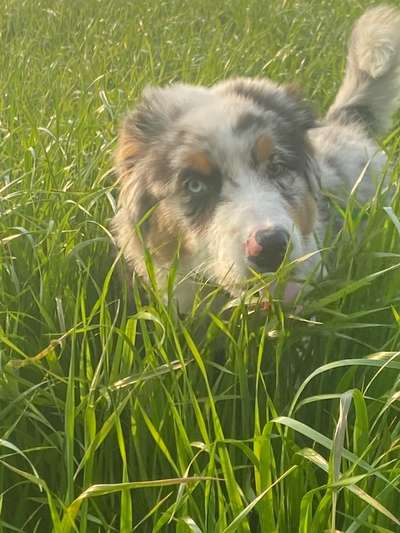 Die Dogorama Monats Challenge "Es grünt und blüht"-Beitrag-Bild