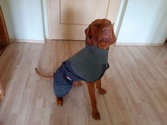 Alles rund um Hundemäntel/Bekleidung-Beitrag-Bild