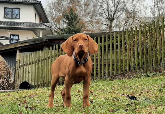 Testrunde Tierportraits aus Öl-Beitrag-Bild