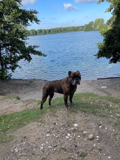 Hundetreffen-Bulldoggen Treff Hilden-Bild