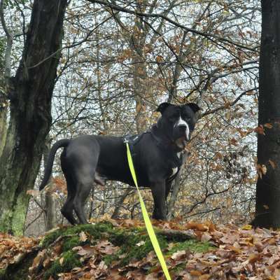 Hundetreffen-Treffen zum gassi gehen und kennenlernen-Bild