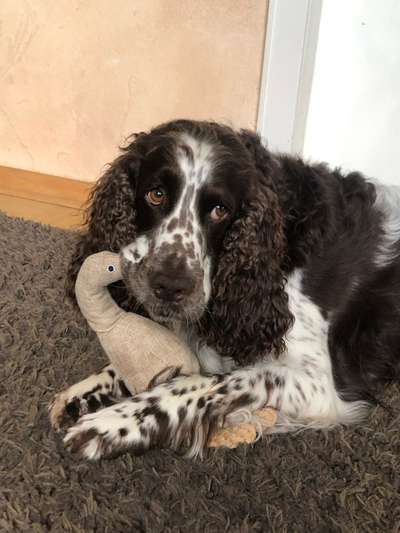 Springer Spaniel-Beitrag-Bild