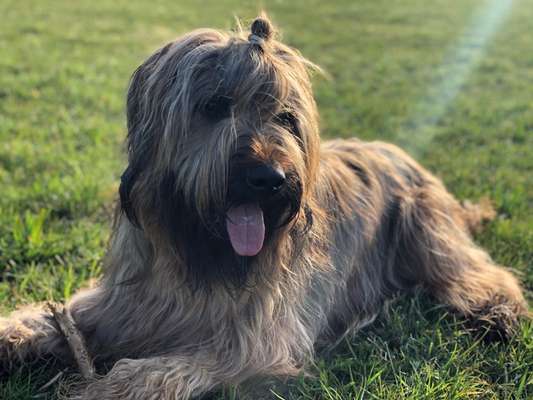 Challenge 23 : "  Euer Hund beim Frühlingserwachen "-Beitrag-Bild