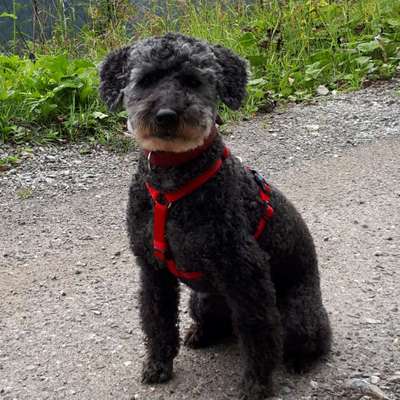 Hundetreffen-Gassirunde