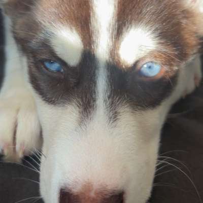 Hundetreffen-Gassi-Runden für junge Hunde 🐾-Bild