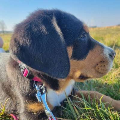 Berner Sennen-Beitrag-Bild