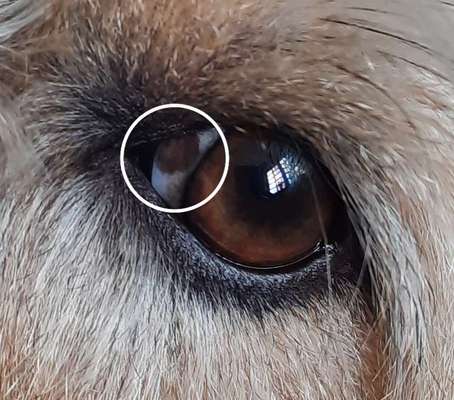 Fleck im Auge-Beitrag-Bild