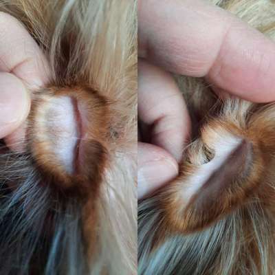 Henry's Pocket-Beitrag-Bild