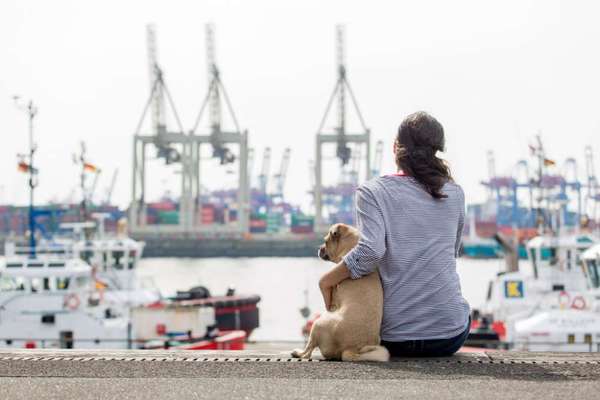 Hundeschulen-Stadt Hunde Trainer-Bild