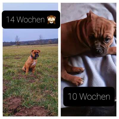 Welpen Bilder !-Beitrag-Bild