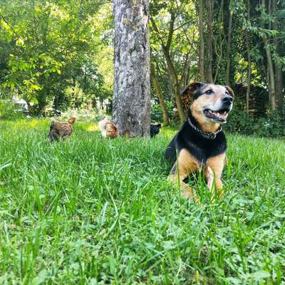 Hundetreffen-Gassi-, Spielrunde-Bild