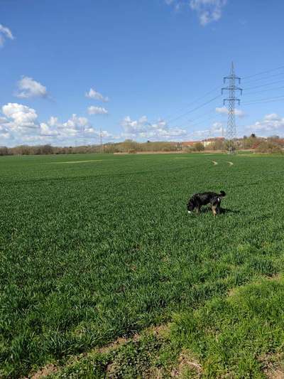 Hundeauslaufgebiet-Mühlgraben Knauthain-Bild