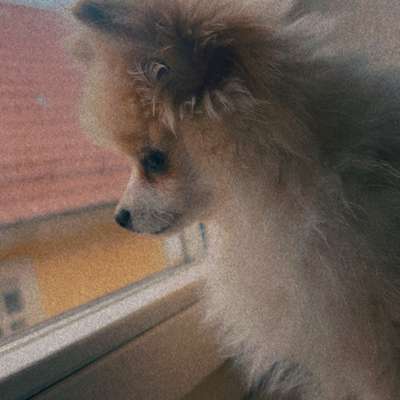 Hundetreffen-Gassitreffen-Bild