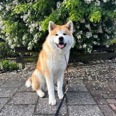 Hundetreffen-Freunde zum spielen gesucht-Bild