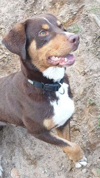 Appenzeller Sennenhunde-Beitrag-Bild