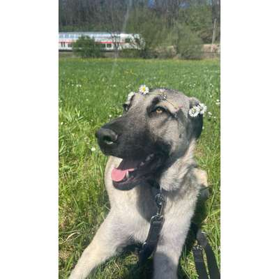 Hundetreffen-Gemeinsames Gassi gehen-Bild