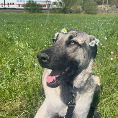 Kangal Fans ! ! ! !-Beitrag-Bild