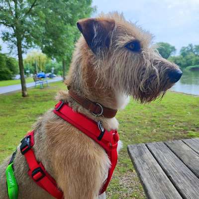 Wie kamst du zu deinem Hund?-Beitrag-Bild