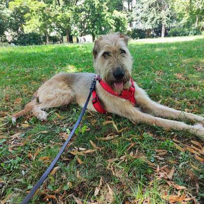 Unsere Fellnasen-Vielfalt im Überblick!-Beitrag-Bild